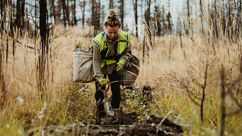 354,000 Trees Planted and Counting