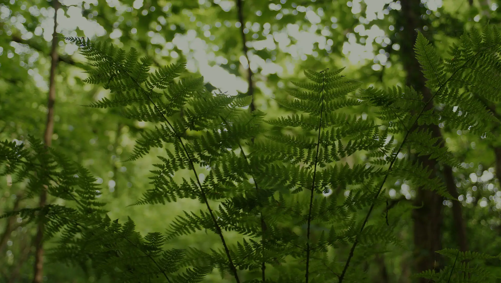 Looking through Fern plants up into a forest canopy on a sunny day.