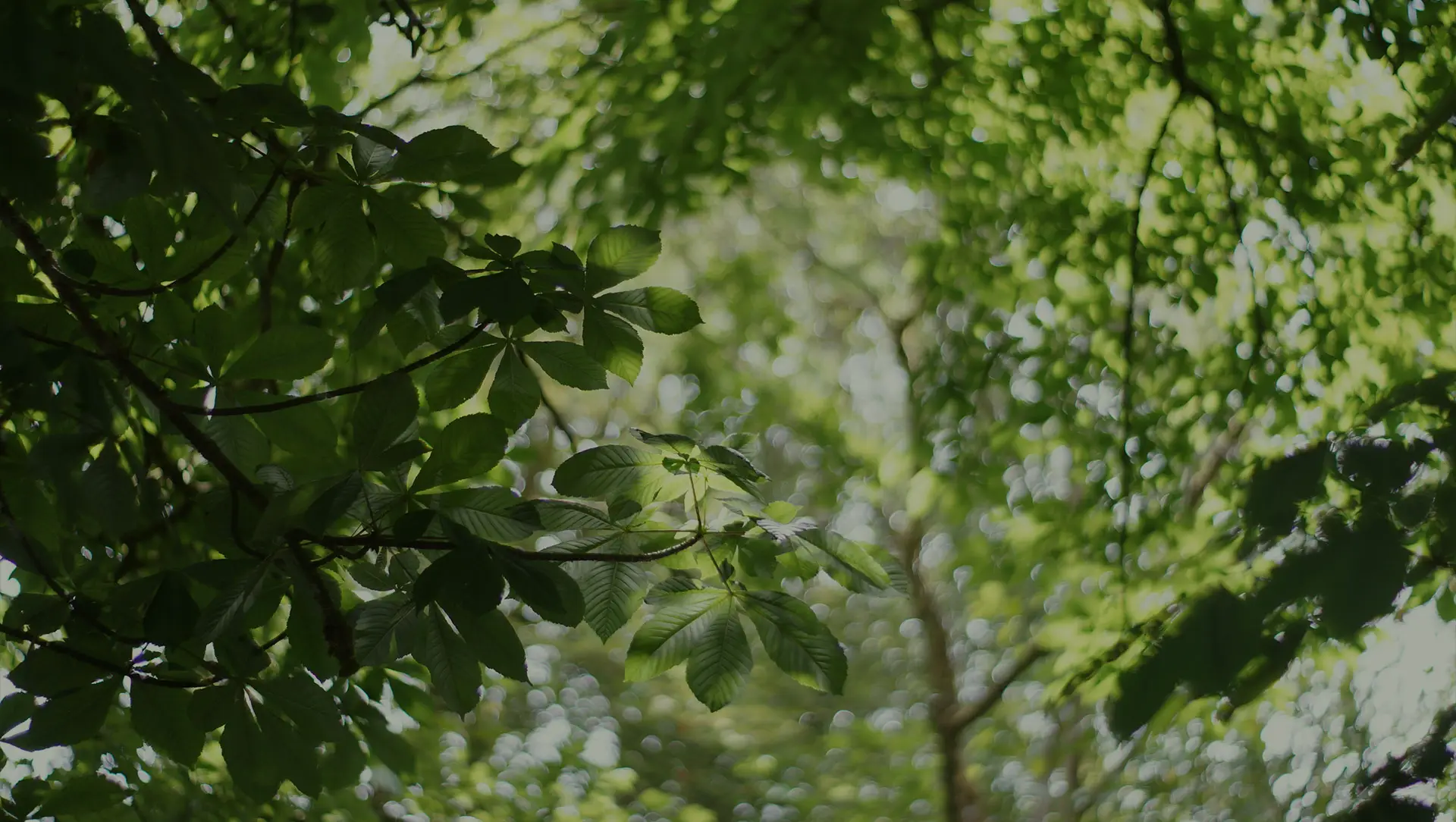 Looking through the branches of trees covered in leaves in the height of summer.