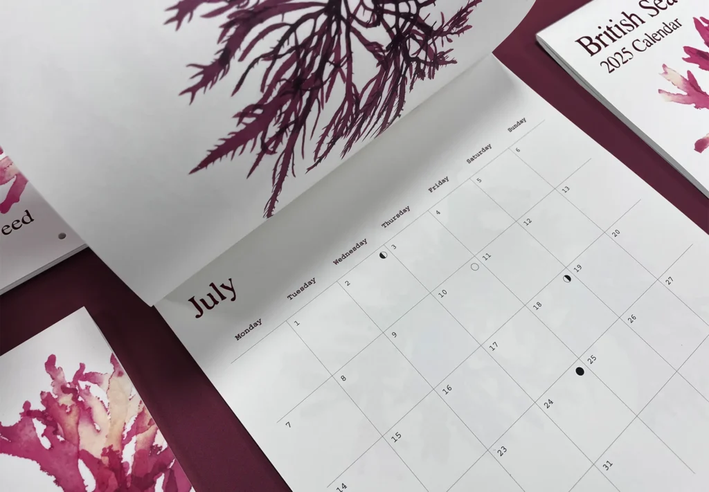 Close-up of an open page in the British seaweed 2025 calendar showing the monthly layout.