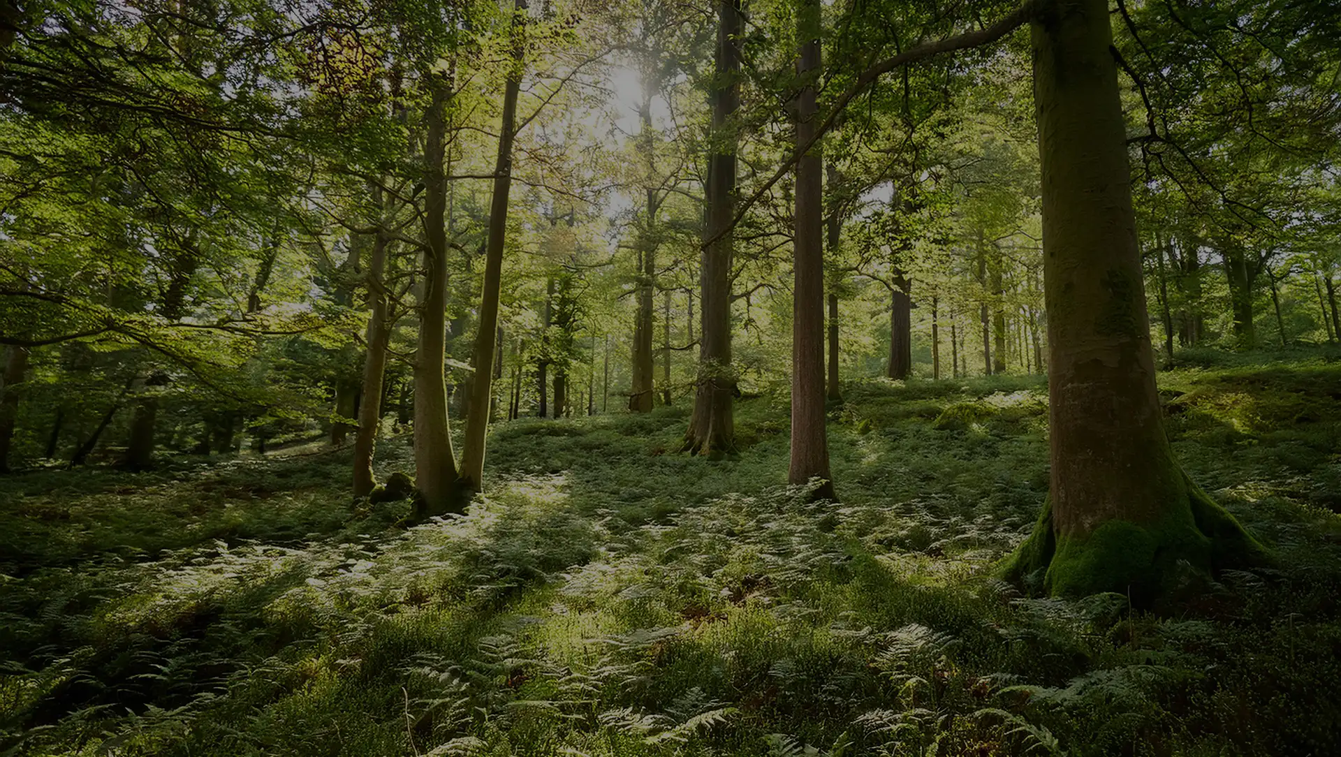 The view through a beautiful forest on a sunny day.